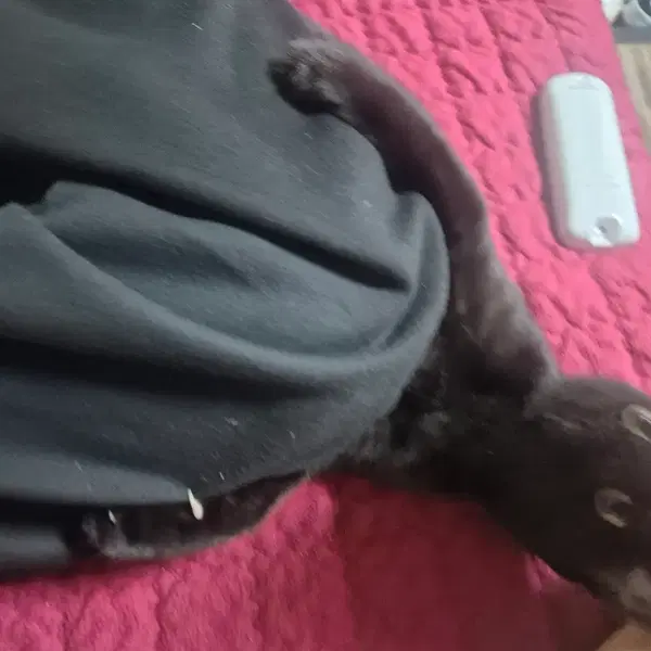 고양이 팔아요 - 5번째 이미지