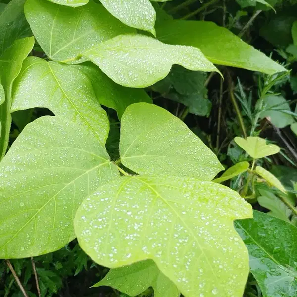 안동 무농약 햇빛 자연통풍 건조 최상급 뽕잎,산칡잎 (1팩) - 6번째 이미지