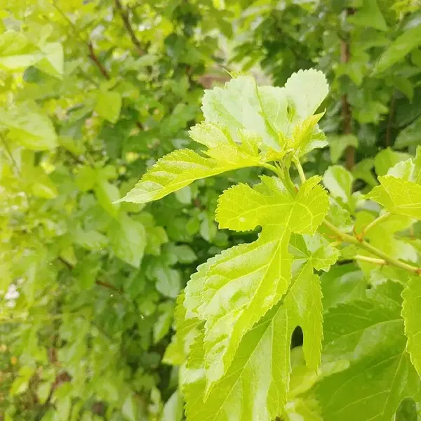 안동 무농약 햇빛 자연통풍 건조 최상급 뽕잎,산칡잎 (1팩) - 2번째 이미지